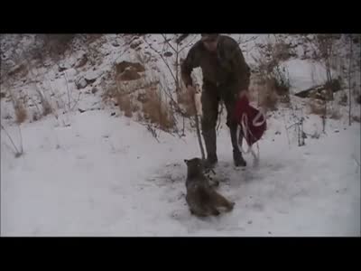 Видео дня