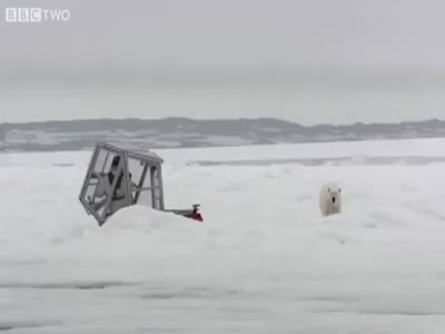 Голодный белый медведь (6.2 мб)