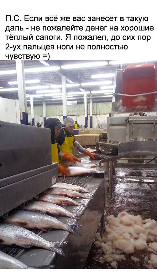 Как русский айтишник отправился работать на рыбзавод в США (25 фото)