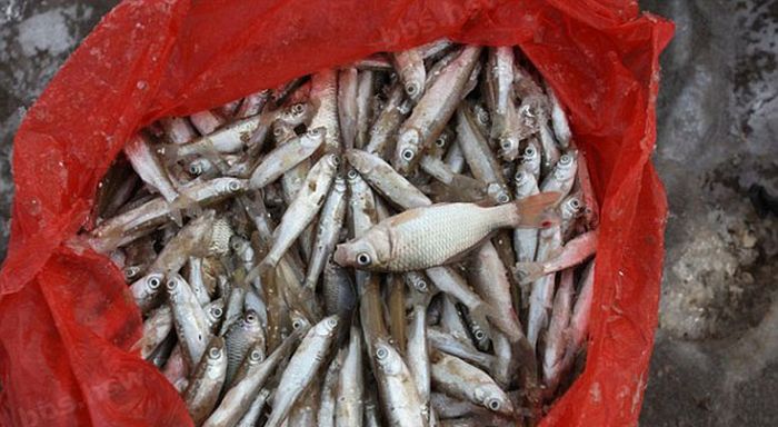 Китайский метод зимней рыбалки (9 фото)