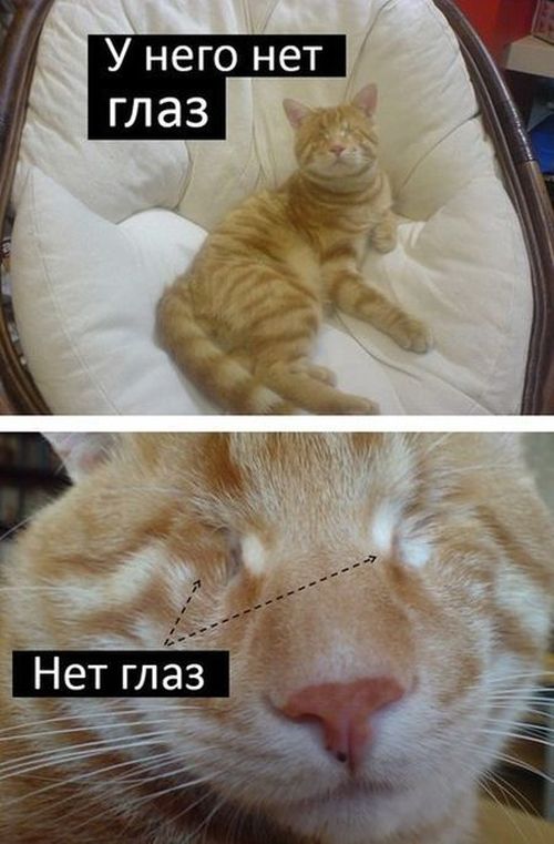 Грустная история счастливого кота (9 фото)