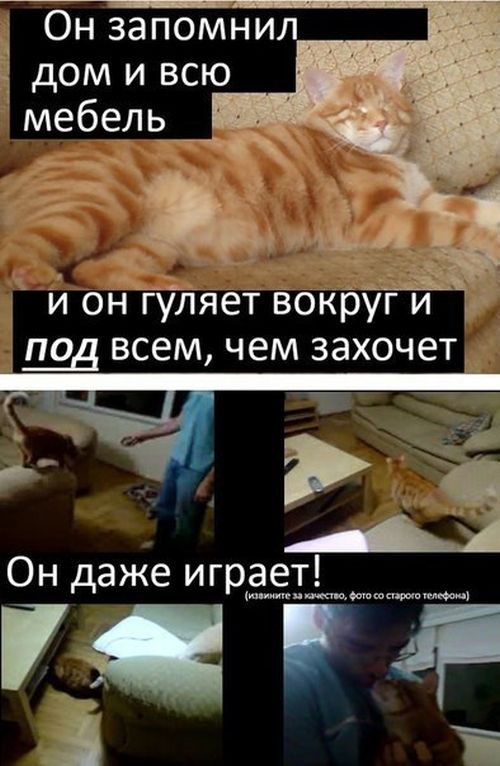 Грустная история счастливого кота (9 фото)