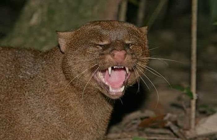Ягуарунди - хищная дикая кошка (30 фото)