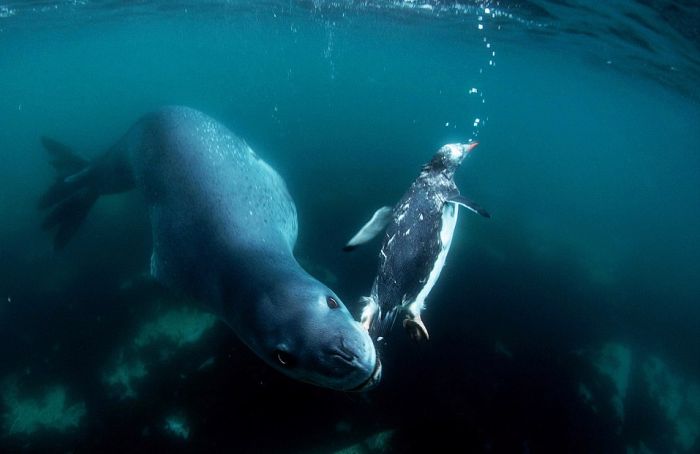 Фатальная встреча с тюленем (9 фото)