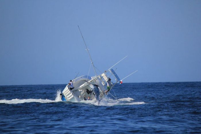Опасный улов: рыба Парусник против рыболовецкого судна (7 фото)