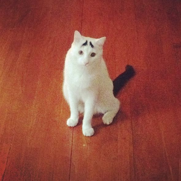 Необычный кот, которого прозвали "Бровастиком" (30 фото)