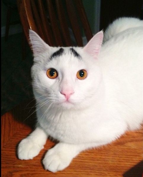 Необычный кот, которого прозвали "Бровастиком" (30 фото)