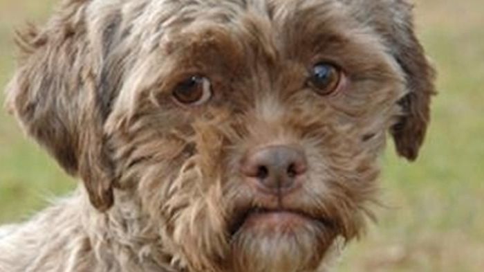 Необычный пес с человеческим выражением лица (4 фото)