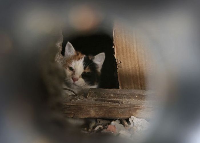 Коммунальная служба Минска хоронит котов заживо (8 фото)