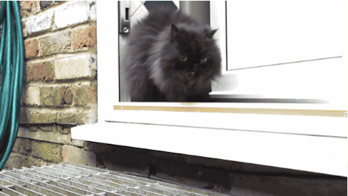 Уникальный кот, который ходит на двух лапах (9 фото + видео)