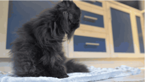 Уникальный кот, который ходит на двух лапах (9 фото + видео)
