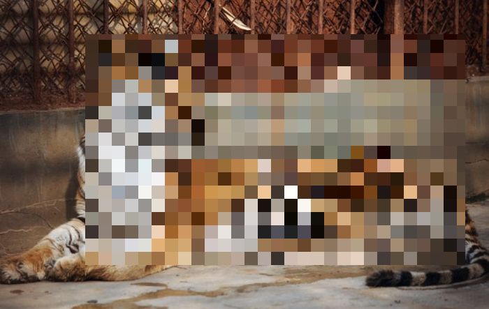 Морят тигров до смерти, чтобы сделать вино из их костей (4 фото)