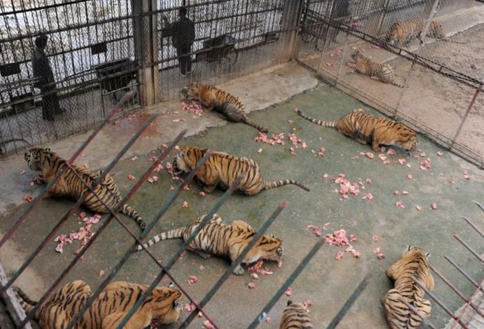 Морят тигров до смерти, чтобы сделать вино из их костей (4 фото)