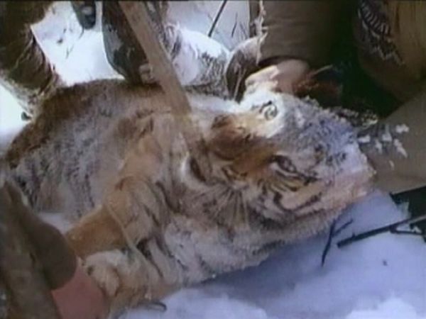 Покалеченный тигр вышел из тайги и "попросил" помощи у людей (2 фото + видео)