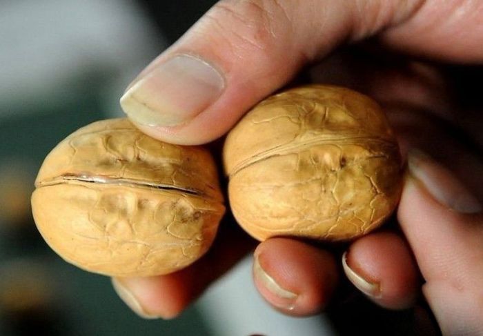 Поддельные грецкие орехи (5 фото)
