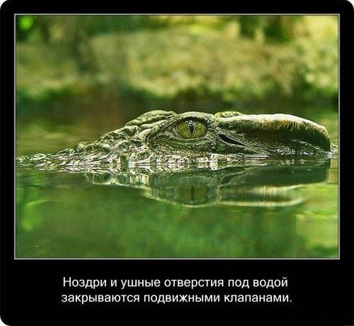 Крокодилы: познавательно и интересно (22 фото)