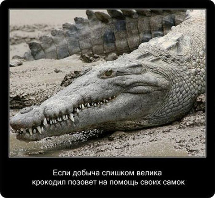 Крокодилы: познавательно и интересно (22 фото)