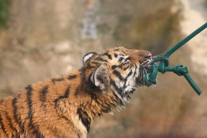 Перетягивание каната. Люди против тигров. (6 фото)