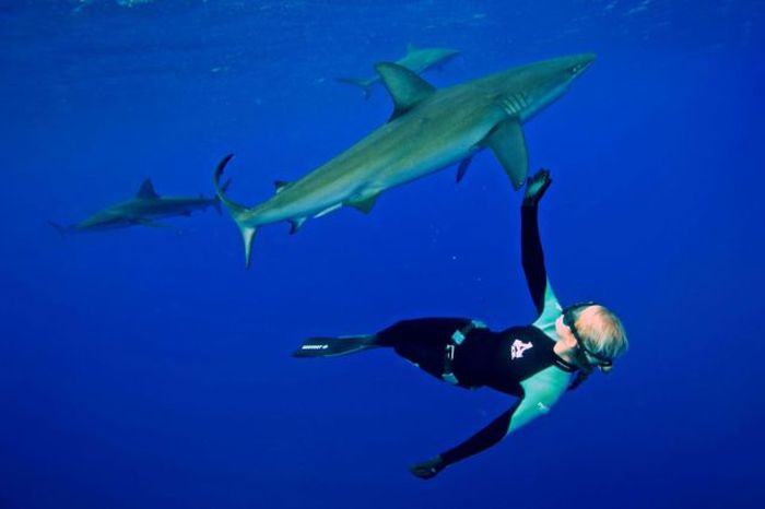 Хрупкая блондинка и хищная белая акула (14 фото)