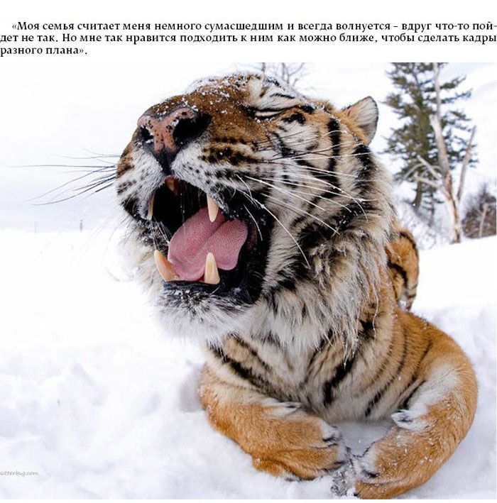 Поразительные и опасные фотографии животных (15 фото)