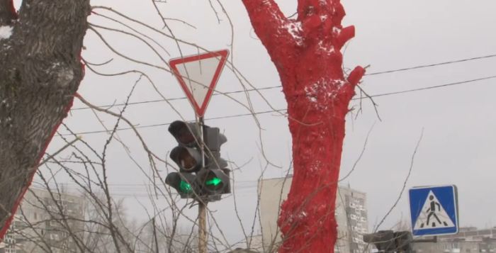 Покрасить деревья в красный цвет к приезду Суркова (4 фото + видео)