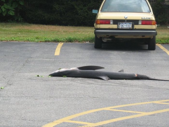 Большая рыба на автомобильной парковке (6 фото)