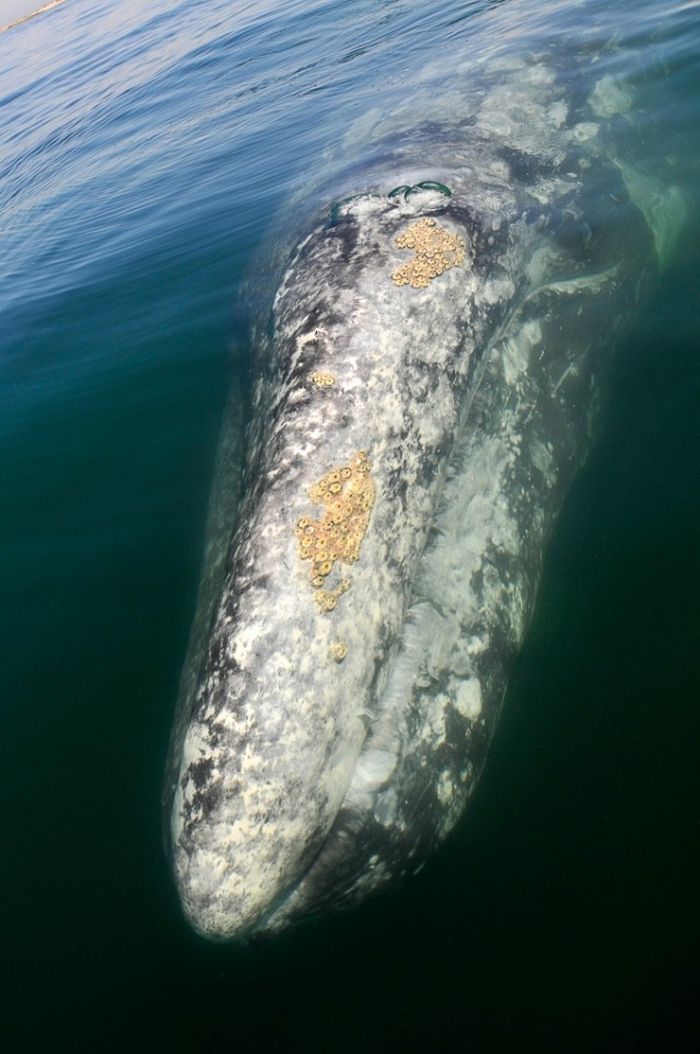 Дружелюбная встреча и поцелуи с китом (21 фото + видео)