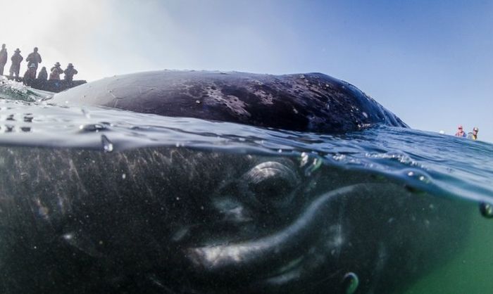 Дружелюбная встреча и поцелуи с китом (21 фото + видео)