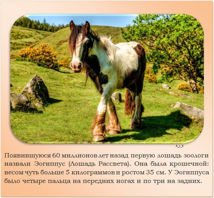 Подборка познавательных фактов о лошадях (24 фото)