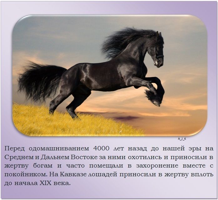 Подборка познавательных фактов о лошадях (24 фото)