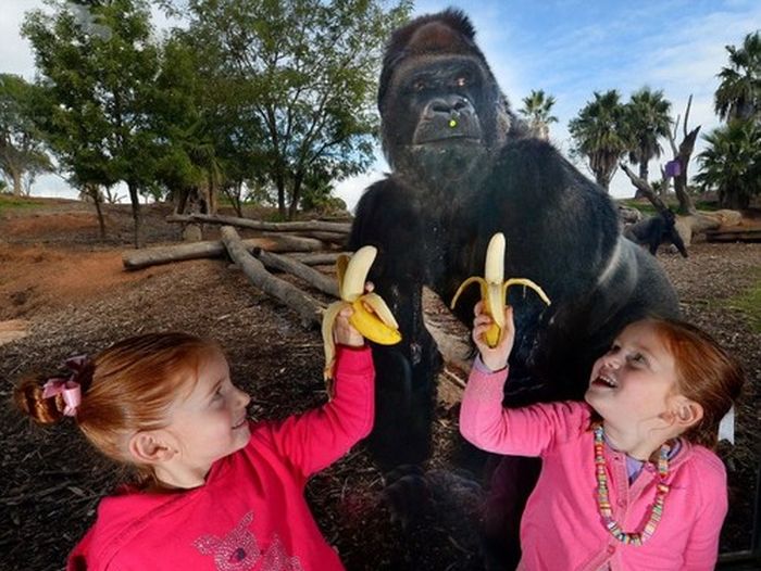 Не надо дразнить гориллу (3 фото)