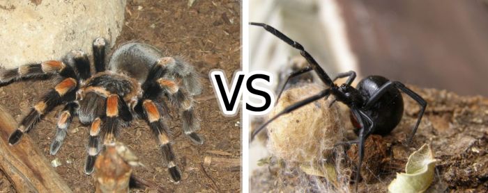Кто победит в схватке: Черная вдова или тарантул? (3 фото)