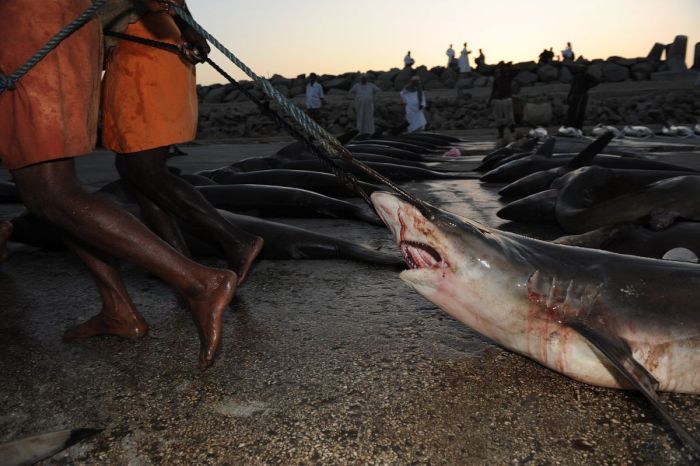 Акулий промысел в Аравийском море (16 фото)
