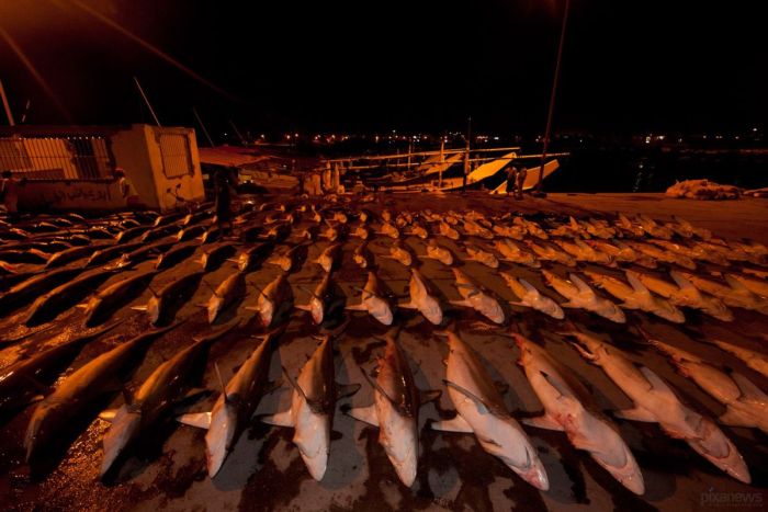 Акулий промысел в Аравийском море (16 фото)