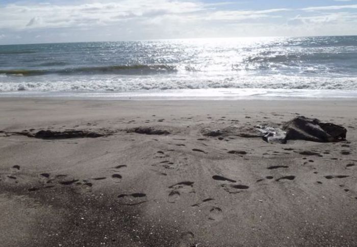 Непонятное существо обнаружено на пляже Новой Зеландии (6 фото + видео)