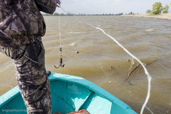 Как браконьеры ловят рыбу в Астрахани (15 фото + видео)