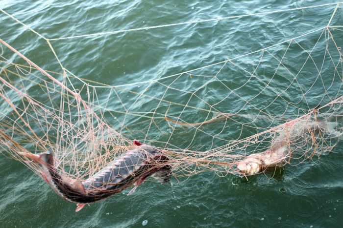 Как браконьеры ловят рыбу в Астрахани (15 фото + видео)
