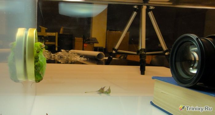 Перевоплощение гигантской моли шелкопряда (21 фото)