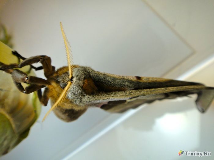 Перевоплощение гигантской моли шелкопряда (21 фото)