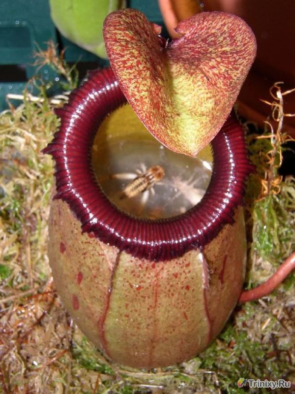Хищное растение непентис - настоящий монстр (15 фото)