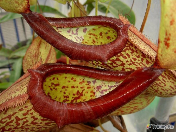 Хищное растение непентис - настоящий монстр (15 фото)