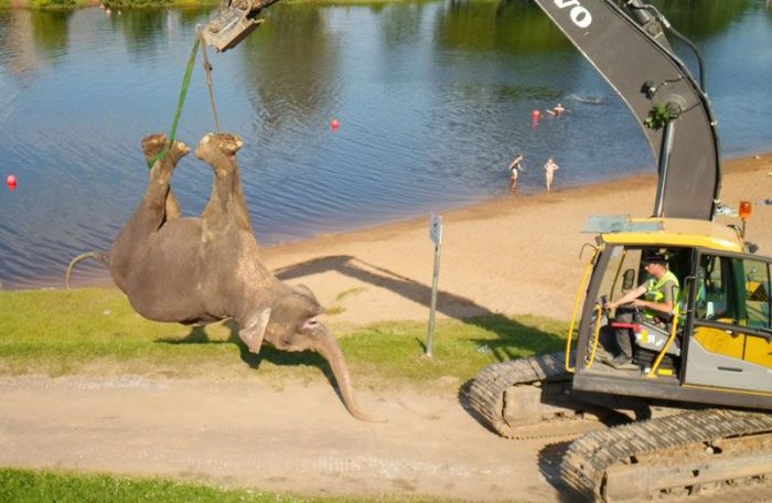 Цирковой слон утонул в реке (11 фото)