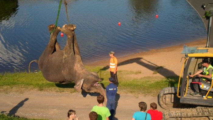 Цирковой слон утонул в реке (11 фото)