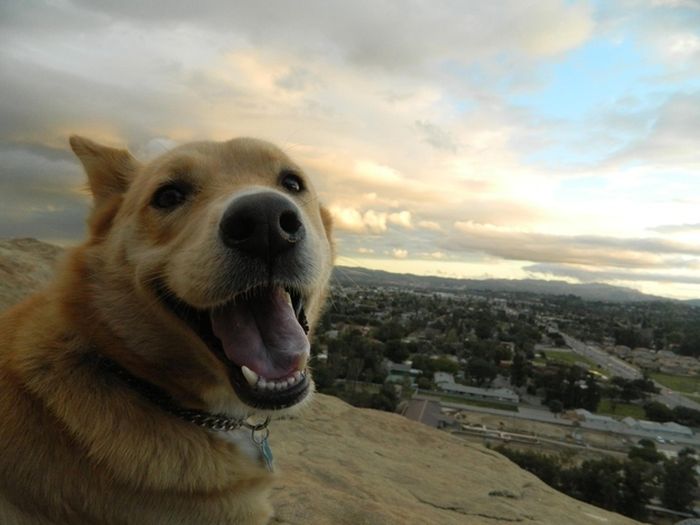Собаки-улыбаки (60 фото)