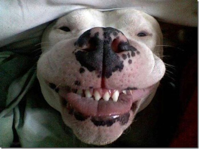 Собаки-улыбаки (60 фото)