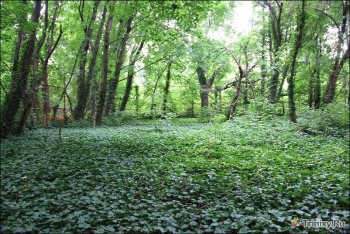Заброшенный остров в центре Нью-Йорка (20 фото)