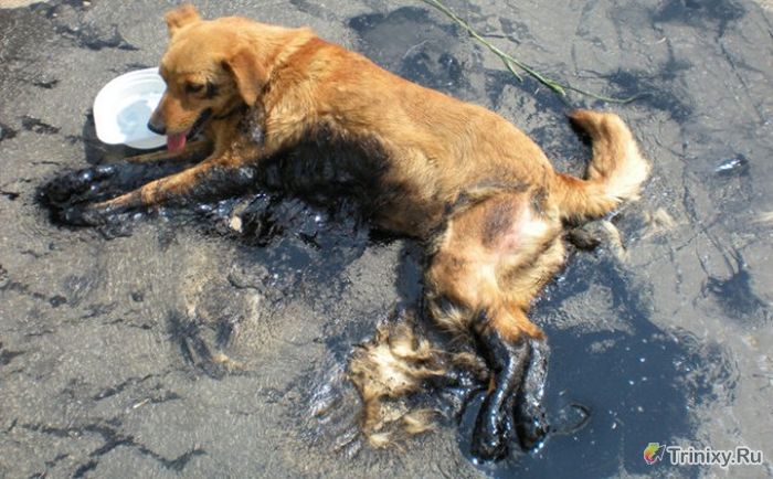 Спасение собаки из расплавившегося асфальта (5 фото)