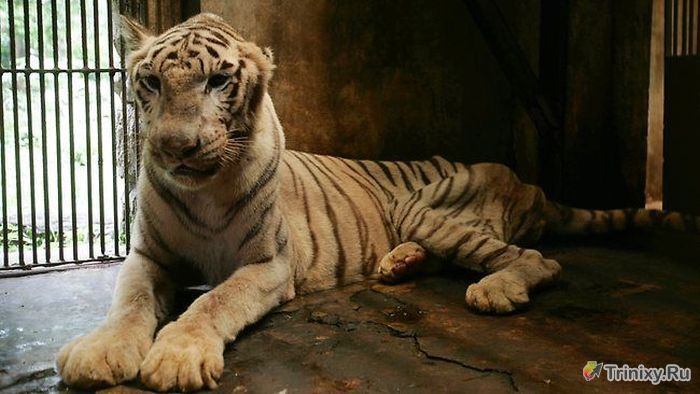Издевательство над животными в зоопарке Сурабая (10 фото)