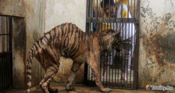 Издевательство над животными в зоопарке Сурабая (10 фото)