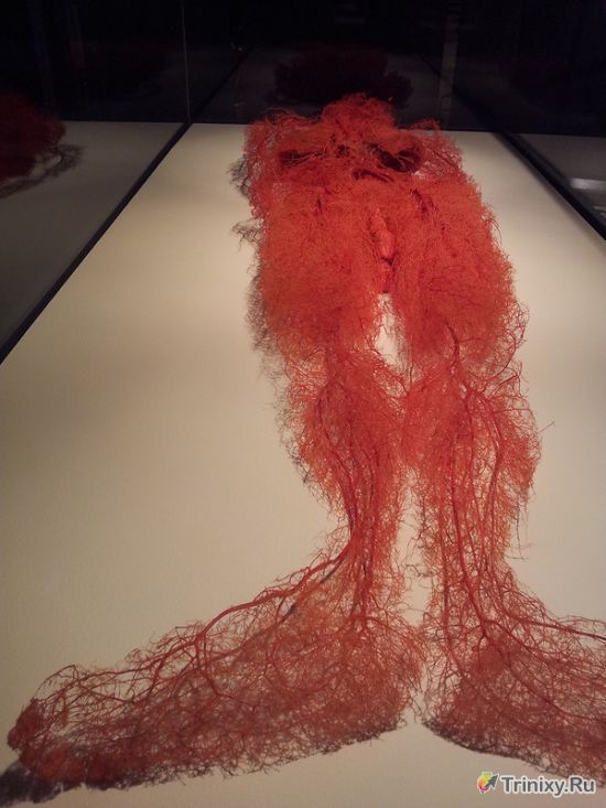 Как создают точную модель кровеносной системы человека (2 фото)